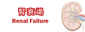腎衰竭 - Renal Failure