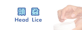 頭蝨   - Head Lice
