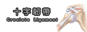 十字韌帶 - Cruciate Ligament